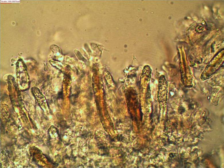 Amylostereum laevigatum (Fr.) Boidin 1958 Fliegenpilz Myko AG im